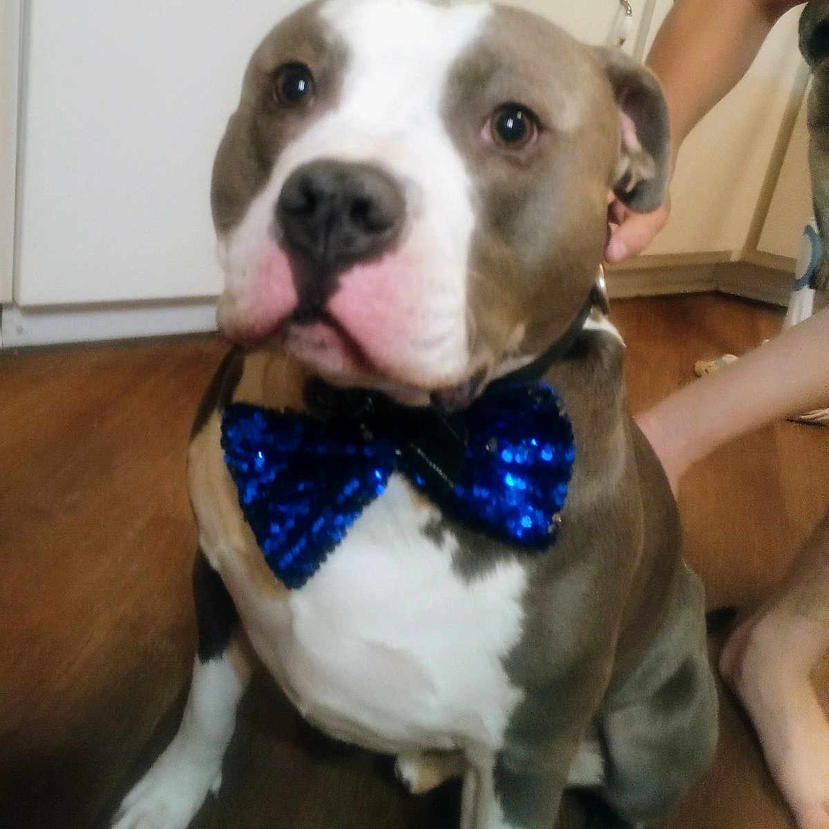 Bruno joined the competition — help win amazing prizes! animal, blue, bow_tie, brown, collar, companion, cute, dog, domestic, floor, hand, household, indoor, kitchen, person, pet, portrait, sitting, white, wooden_floor