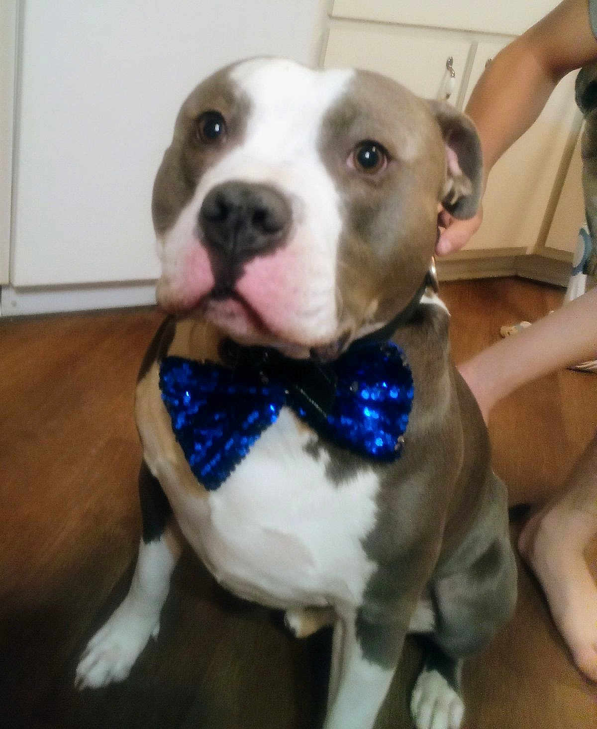 Bruno joined the competition — help win amazing prizes! dog, bow_tie, blue, pet, indoor, floor, wooden_floor, kitchen, animal, sitting, collar, person, hand, white, brown, cute, portrait, household, companion, domestic