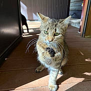 Pumpkin is registered to the contest to win money with this photo: animal, cat, closeup, cozy, curious, cute, domestic, feline, green_eyes, grooming, house, indoor, mammal, paw, pet, shadow, sunlight, tabby, whiskers, wooden_floor