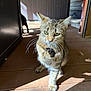 animal, cat, closeup, cozy, curious, cute, domestic, feline, green_eyes, grooming, house, indoor, mammal, paw, pet, shadow, sunlight, tabby, whiskers, wooden_floor
