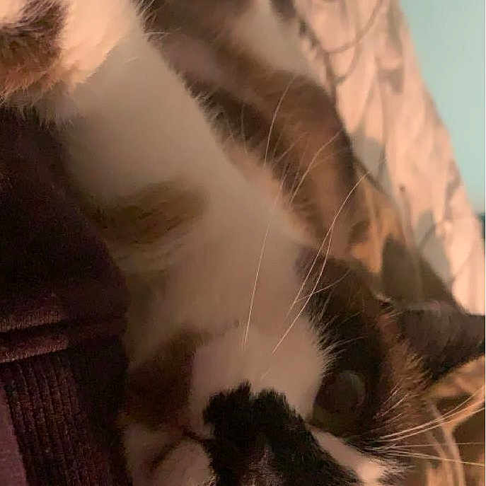 Chonk