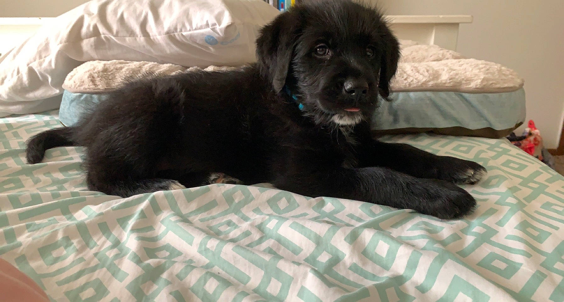 Loki is registered to the contest to win money with this photo: borador, canidae, carnivore, comfort, companion_dog, digital_video_recorder, dog, dog_breed, dog_supply, fur, gun_dog, liver, non_sporting_group, puppy, snout, sporting_group, terrestrial_animal, whiskers, working_animal, working_dog