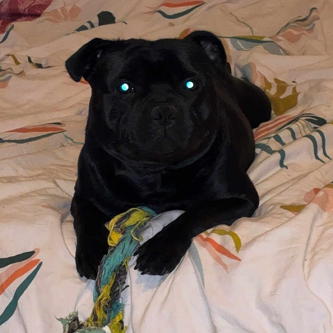 Urkan participe au concours pour gagner de l'argent avec cette photo : animal, bed, bedding, black_dog, blanket, companion, cute, dog, ears, flash_reflection, fur, indoor, laying_down, paw, pet, playing, resting, rope_toy, tennis_ball, toy