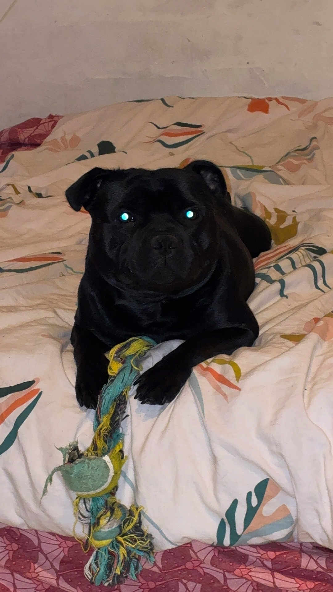 Urkan participe au concours pour gagner de l'argent avec cette photo : dog, black_dog, pet, toy, rope_toy, tennis_ball, bed, bedding, blanket, indoor, animal, playing, resting, laying_down, cute, companion, flash_reflection, fur, paw, ears