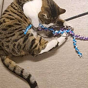 Olaf participe au concours pour gagner de l'argent avec cette photo : cat, tabby, white_paws, toy, rope_toy, playing, floor, carpet, pet, animal, feline, striped, tail, claws, cute, domestic_cat, indoor, mammal, whiskers, curled_up