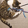 cat, tabby, white_paws, toy, rope_toy, playing, floor, carpet, pet, animal, feline, striped, tail, claws, cute, domestic_cat, indoor, mammal, whiskers, curled_up