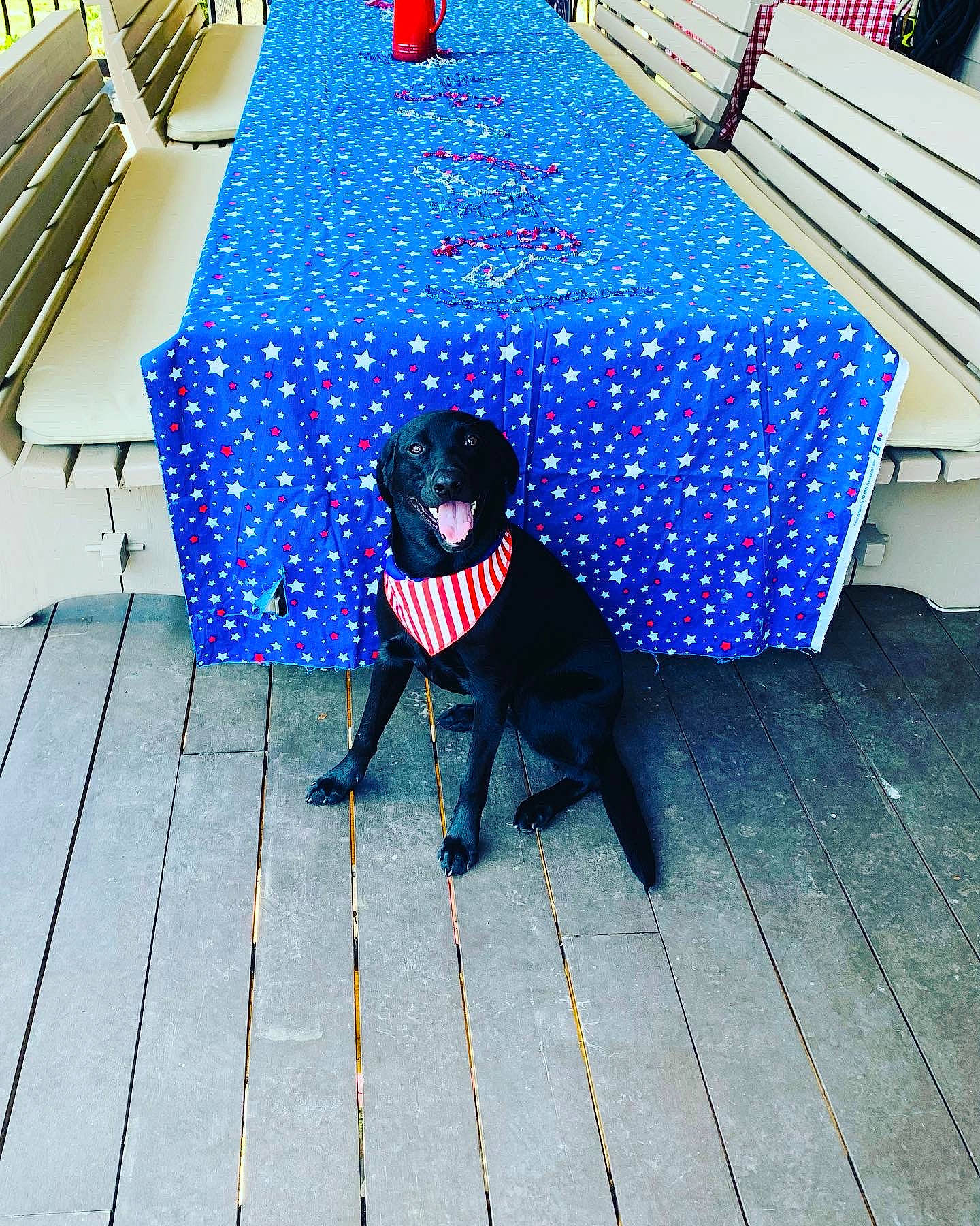Lincoln joined the competition — help win amazing prizes! blue, carnivore, companion_dog, dog, dog_breed, dog_collar, dog_supply, electric_blue, floor, flooring, fun, leisure, line, outdoor_furniture, pet_supply, snout, tail, tints_and_shades, wood, working_animal