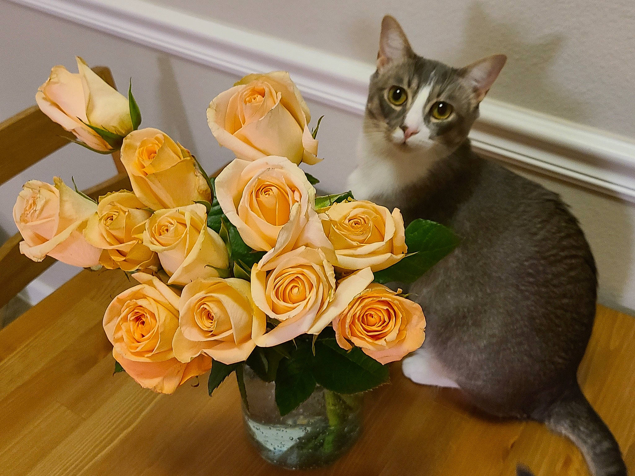 Brie joined the competition — help win amazing prizes! artificial_flower, bouquet, carnivore, cat, felidae, floribunda, flower, flower_arranging, flowerpot, garden_roses, hybrid_tea_rose, petal, plant, rose, rose_family, rose_order, small_to_medium_sized_cats, vase, whiskers, window