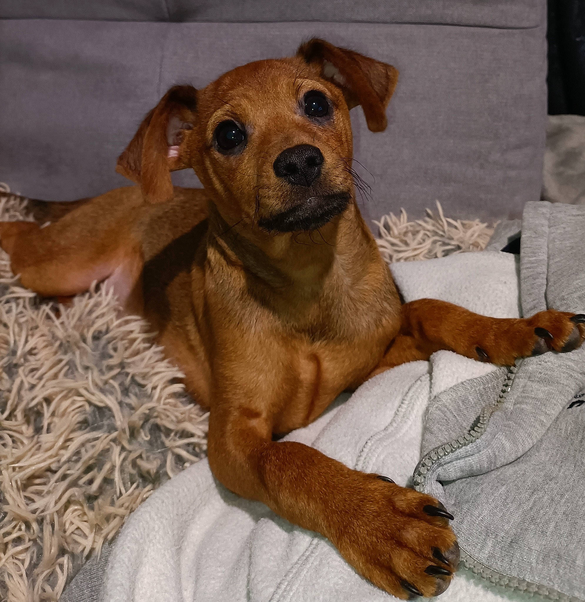 Kiwi participe au concours pour gagner de l'argent avec cette photo : canidae, carnivore, collar, comfort, companion_dog, dog, dog_bed, dog_breed, dog_supply, ear, fawn, fur, hound, liver, paw, pet_supply, snout, sporting_group, whiskers, working_animal