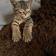 Hennessy joined the competition — help win amazing prizes! kitten, cat, tabby, sleeping, paws, furry, blanket, cozy, indoor, cute, pet, resting, animal, soft, fur, closeup, relaxed, young, comfortable, nap