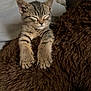 kitten, cat, tabby, sleeping, paws, furry, blanket, cozy, indoor, cute, pet, resting, animal, soft, fur, closeup, relaxed, young, comfortable, nap