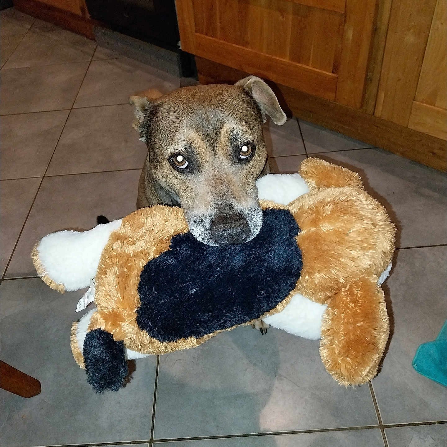 Lucky participe au concours pour gagner de l'argent avec cette photo : animal, beagle, bulldog, cabinet, canine, dog, drawer, furniture, hardwood, homedecor, hound, husky, indoors, interiordesign, labradorretriever, pet, puppy, tile, toy, wood