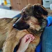 Jumbo participe au concours pour gagner de l'argent avec cette photo : dog, pet, animal, fur, hand, indoor, couch, comfort, relaxation, brown, black, canine, companion, watching, closeup, furniture, casual, domestic, portrait, resting