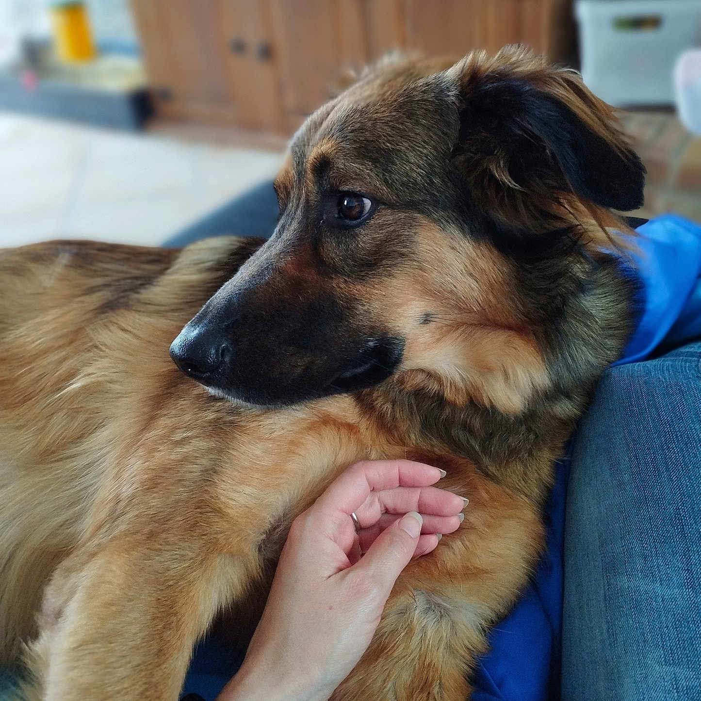 Jumbo participe au concours pour gagner de l'argent avec cette photo : dog, pet, animal, fur, hand, indoor, couch, comfort, relaxation, brown, black, canine, companion, watching, closeup, furniture, casual, domestic, portrait, resting