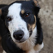 Vasco a rejoint le concours — aidez-le/la à gagner de superbes lots ! animal, black_and_white, border_collie, canine, close_up, companion, dog, ears, eyes, face, floppy_ears, fur, ground, looking_at_camera, nose, outdoor, pet, photography, portrait, tricolor