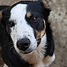 animal, black_and_white, border_collie, canine, close_up, companion, dog, ears, eyes, face, floppy_ears, fur, ground, looking_at_camera, nose, outdoor, pet, photography, portrait, tricolor