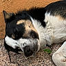Vasco a rejoint le concours — aidez-le/la à gagner de superbes lots ! black_and_white, brick_wall, close_up, dog, ear, fur, ground, leaf, lying_down, nose, outdoor, paw, pet, relaxed, resting, sleeping, tan, textured_surface, tricolor, whiskers