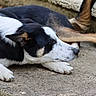 animal, black_and_white_dog, brown_dog, companionship, dog, dogs, fur, lying_down, natural_light, outdoor, pavement, paws, pet, relaxed, resting, side_view, sleeping, snout, stone_steps, tail