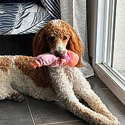 Noisette participe au concours pour gagner de l'argent avec cette photo : dog, curly_fur, toy, doll, indoor, floor, tile, window, glass_door, pet, animal, cute, lying_down, brown_and_white, domestic, playful, long_legs, resting, furniture, home