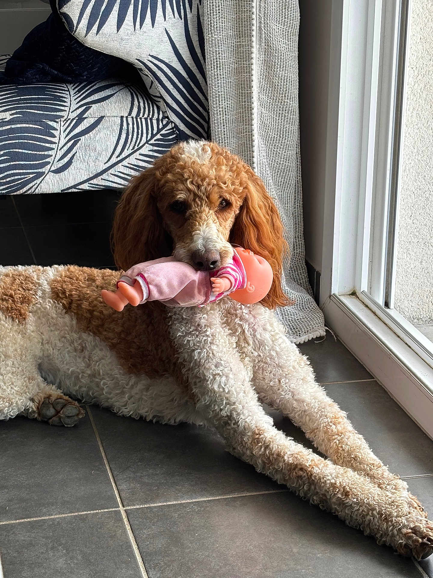 Noisette participe au concours pour gagner de l'argent avec cette photo : dog, curly_fur, toy, doll, indoor, floor, tile, window, glass_door, pet, animal, cute, lying_down, brown_and_white, domestic, playful, long_legs, resting, furniture, home