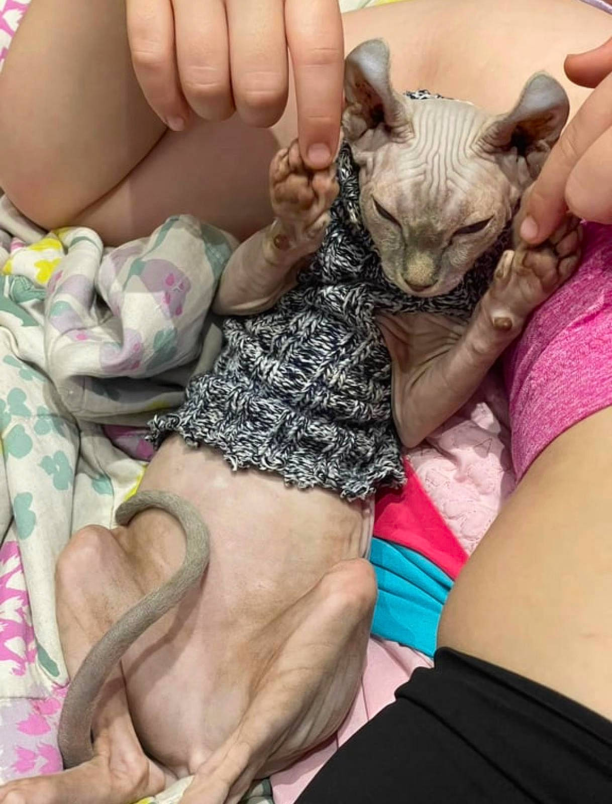 Blue is registered to the contest to win money with this photo: barefoot, cat, child, comfort, domestic_short_haired_cat, fawn, felidae, finger, foot, gesture, human_leg, knee, lap, nail, pattern, small_to_medium_sized_cats, thigh, thumb, whiskers, wrist