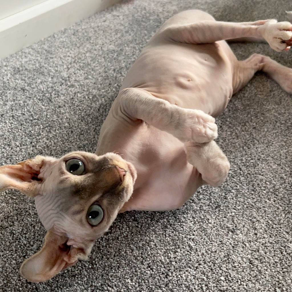 Blue joined the competition — help win amazing prizes! canidae, carnivore, comfort, companion_dog, dog, dog_breed, ear, fawn, felidae, flooring, fur, paw, small_to_medium_sized_cats, snout, sporting_group, tail, toy_dog, whiskers, wood, working_animal