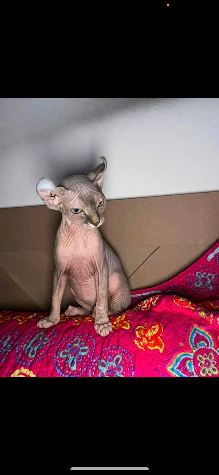 Blue is registered to the contest to win money with this photo: animal_figure, canidae, carnivore, companion_dog, fawn, felidae, human_leg, linens, livestock, magenta, pink, sculpture, snout, suidae, tail, terrestrial_animal, toy, visual_arts, whiskers, working_animal