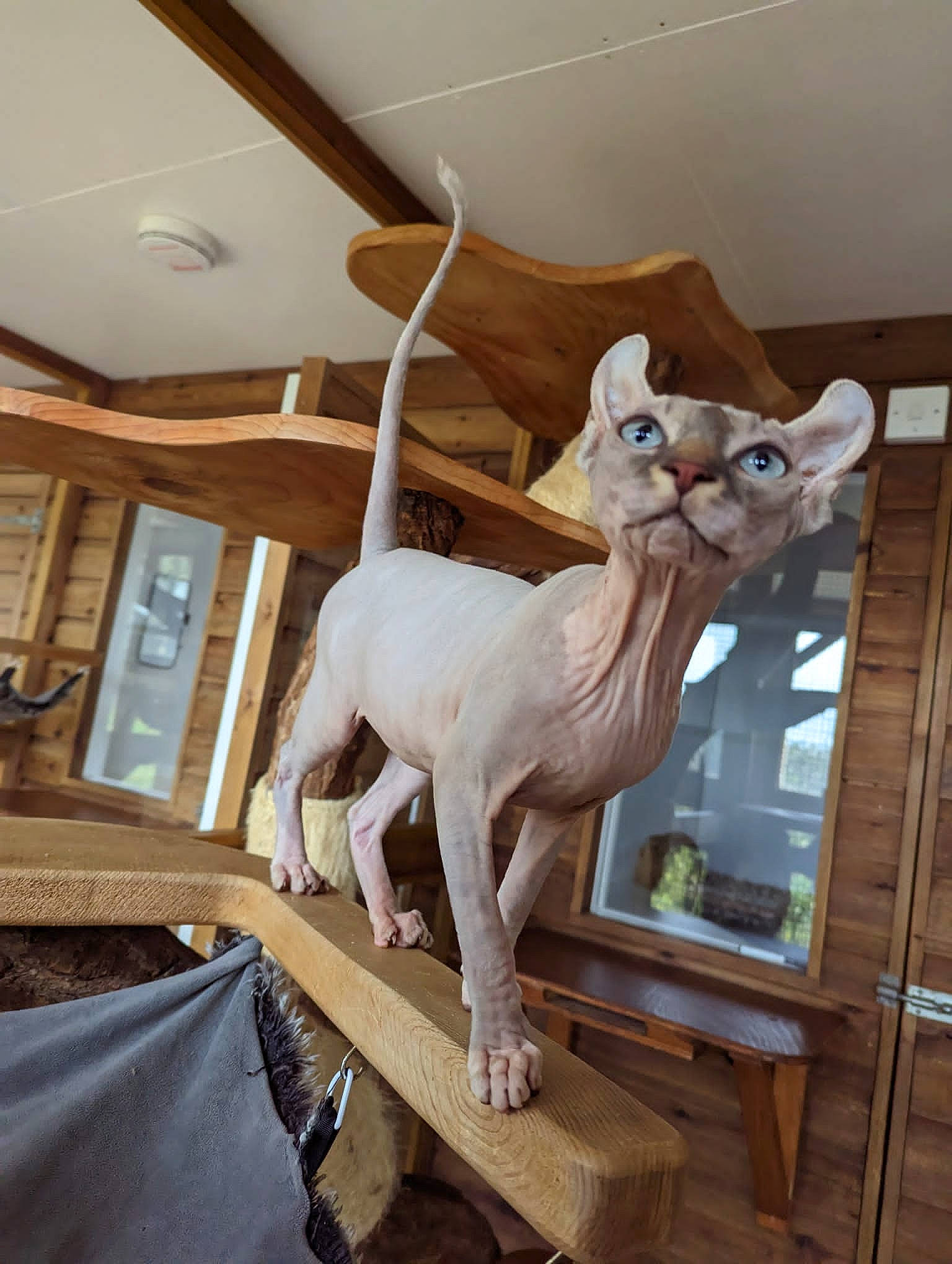 Blue joined the competition — help win amazing prizes! art, building, carving, ceiling, craft, creative_arts, fawn, felidae, flooring, fur, hardwood, house, metal, sculpture, statue, tail, toy, window, wood, working_animal