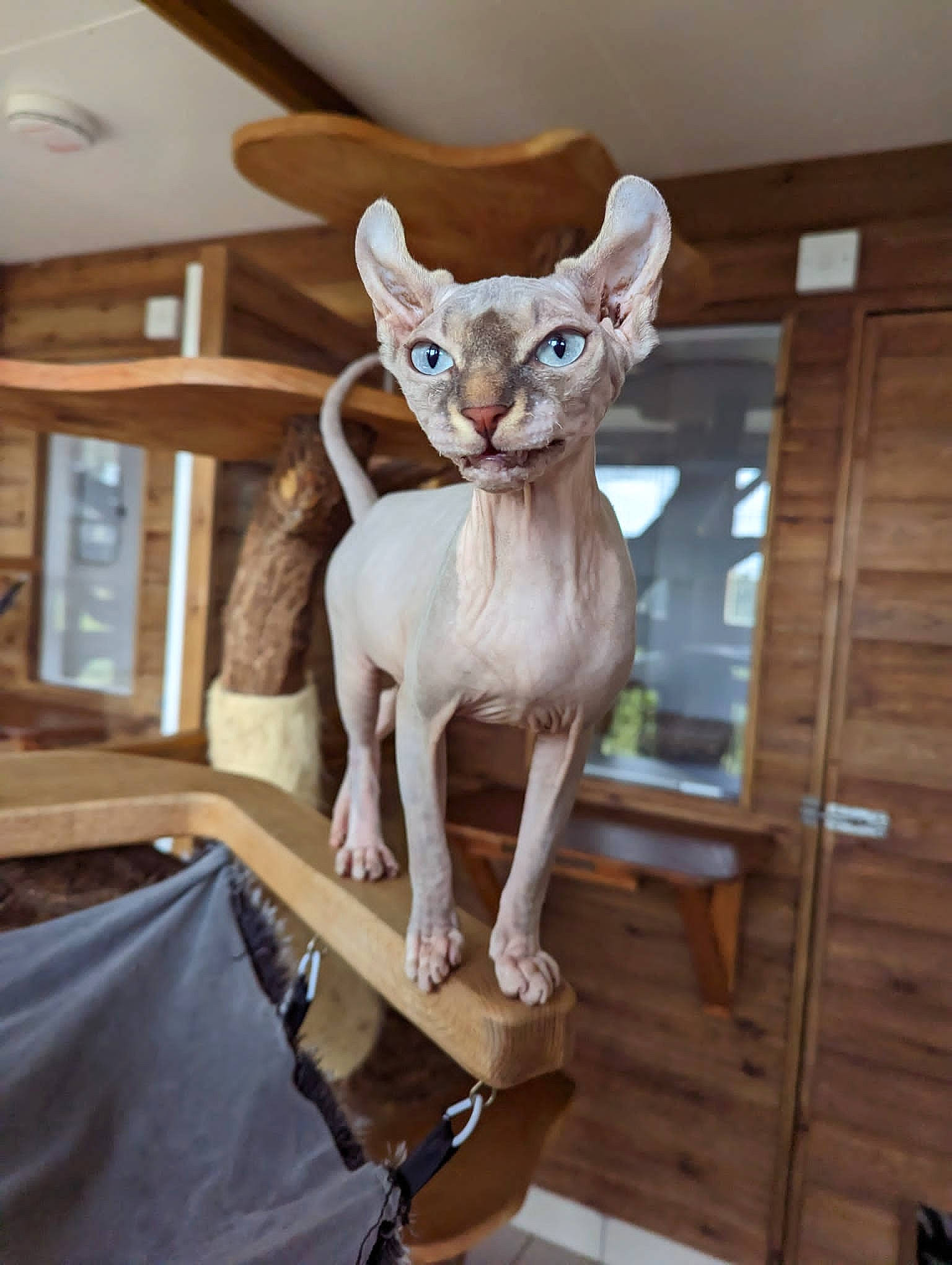 Blue is registered to the contest to win money with this photo: animal_figure, art, artifact, ceiling, ceramic, chair, creative_arts, fawn, felidae, hardwood, horn, natural_material, sculpture, small_to_medium_sized_cats, snout, tail, toy, window, wood, working_animal