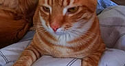Pumpkin participe au concours pour gagner de l'argent avec cette photo : cat, orange_tabby, pet, indoor, blanket, striped, feline, relaxed, resting, dog, blurred_background, television, cozy, close_up, whiskers, ears, paws, fur, domestic_animal, house