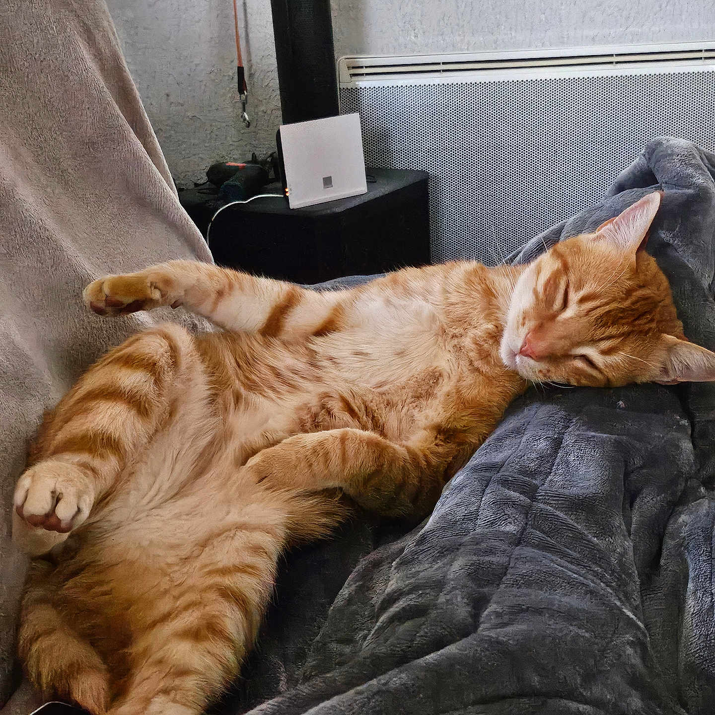 Pumpkin a rejoint le concours — aidez-le/la à gagner de superbes lots ! cat, orange_tabby, sleeping, blanket, cozy, indoor, furniture, relaxed, pet, resting, home, domestic_cat, fur, whiskers, paw, couch, comfort, animal, nap, cute