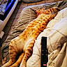Pumpkin a rejoint le concours — aidez-le/la à gagner de superbes lots ! cat, orange_tabby, bed, blanket, remote_control, indoor, relaxed, sleeping, pet, feline, striped, cozy, living_room, tile_floor, pillow, cushion, resting, domestic_animal, fur, cute