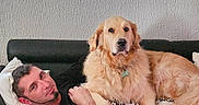 Heros participe au concours pour gagner de l'argent avec cette photo : man, dog, golden_retriever, couch, pillow, blanket, indoor, pet, relaxing, furniture, home, portrait, resting, companion, friendly, canine, domestic_animal, casual, happy, cozy