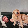 man, dog, golden_retriever, couch, pillow, blanket, indoor, pet, relaxing, furniture, home, portrait, resting, companion, friendly, canine, domestic_animal, casual, happy, cozy