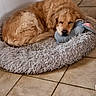 Heros a rejoint le concours — aidez-le/la à gagner de superbes lots ! dog, golden_retriever, sleeping, bed, stuffed_toy, indoor, tile_floor, cozy, fluffy, resting, pet, animal, cute, comfortable, relaxed, fur, home, canine, toy, laying_down