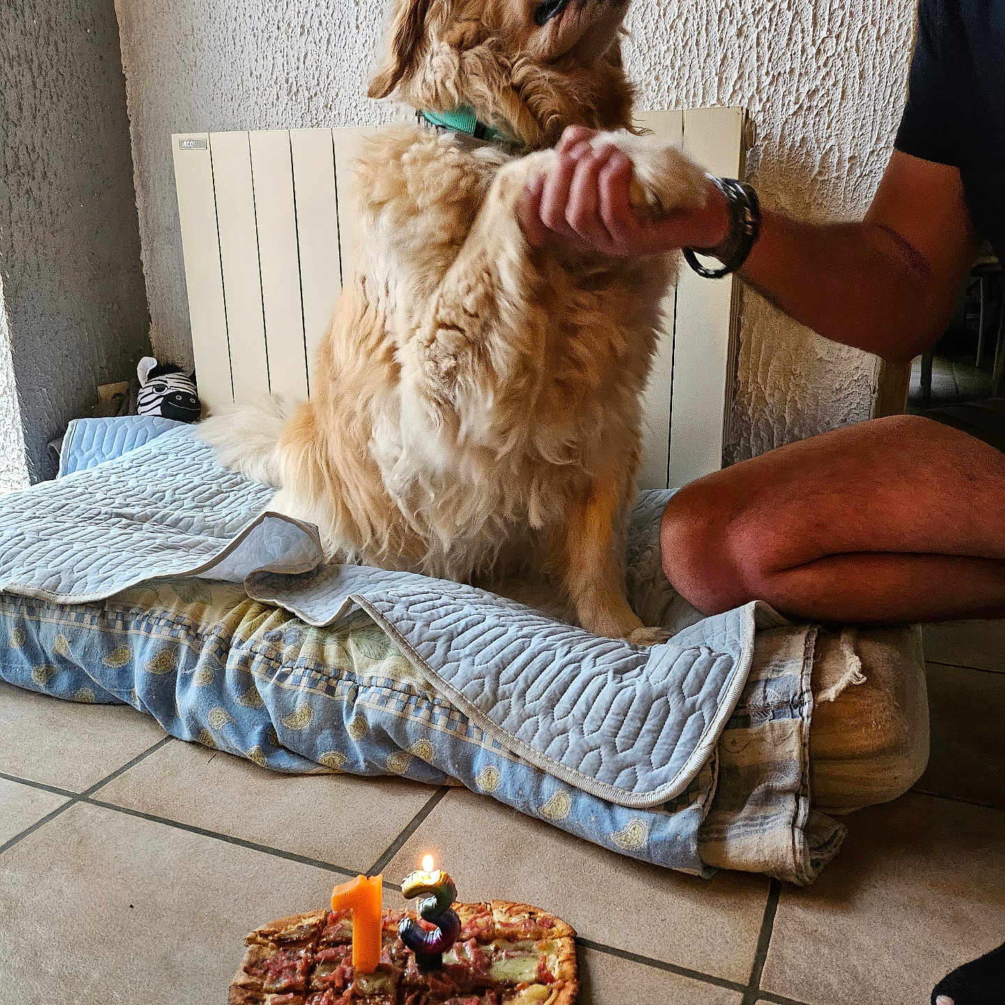 Heros participe au concours pour gagner de l'argent avec cette photo : dog, golden_retriever, paw, person, birthday, pizza, candles, indoor, tile_floor, blanket, bed, celebration, pet, fur, hand, watch, kneeling, wall, cozy, cute