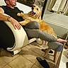 Heros a rejoint le concours — aidez-le/la à gagner de superbes lots ! man, dog, golden_retriever, armchair, indoor, floor_tiles, slippers, stool, curtains, window, glasses, casual_clothing, pet, home, relaxing, seated, affectionate, smiling_dog, living_room, cozy
