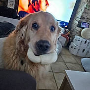 Heros a rejoint le concours — aidez-le/la à gagner de superbes lots ! dog, golden_retriever, bone, indoor, living_room, television, furniture, floor_tiles, pet, animal, mammal, canine, close_up, cute, looking_at_camera, household, cozy, background, portrait, domestic