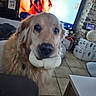 dog, golden_retriever, bone, indoor, living_room, television, furniture, floor_tiles, pet, animal, mammal, canine, close_up, cute, looking_at_camera, household, cozy, background, portrait, domestic