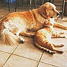 Heros a rejoint le concours — aidez-le/la à gagner de superbes lots ! dog, cat, golden_retriever, orange_tabby, floor, tile, sunlight, indoor, pet, animal, relaxing, resting, furniture, chair, basket, companion, friendship, domestic, mammal, cute