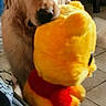 Heros participe au concours pour gagner de l'argent avec cette photo : dog, golden_retriever, plush_toy, yellow, indoor, tile_floor, pet, animal, cute, playful, stuffed_animal, red_scarf, home, furniture, person_partial, floor, mammal, canine, toy, companion