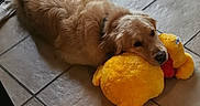 Heros a rejoint le concours — aidez-le/la à gagner de superbes lots ! dog, golden_retriever, plush_toy, yellow, floor, tile, indoor, towel, resting, pet, animal, fur, collar, cute, relaxed, toy, cozy, domestic, companion, laying_down