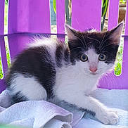 Stella participe au concours pour gagner de l'argent avec cette photo : kitten, cat, black_and_white, crate, purple, green, cloth, pet, animal, cute, young, indoor, resting, curious, whiskers, ears, wide_eyes, soft, small, feline