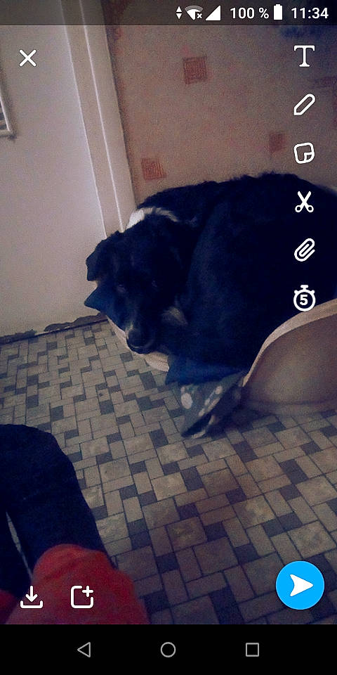 Naitook participe au concours pour gagner de l'argent avec cette photo : canidae, carnivore, companion_dog, dog, dog_breed, guard_dog, labrador_retriever, non_sporting_group, puppy, sporting_group