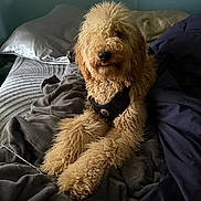 Teddy is registered to the contest to win money with this photo: dog, golden_doodle, bed, blanket, pillow, fur, pet, indoor, cozy, resting, canine, curly_fur, harness, tongue_out, animal, comfort, relaxed, home, sleep_area, cute