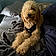 Teddy