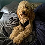 dog, golden_doodle, bed, blanket, pillow, fur, pet, indoor, cozy, resting, canine, curly_fur, harness, tongue_out, animal, comfort, relaxed, home, sleep_area, cute