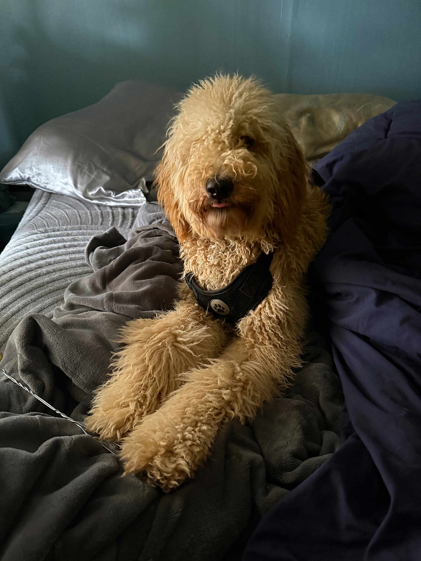 Teddy