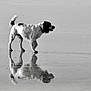 Lulla a rejoint le concours — aidez-le/la à gagner de superbes lots ! dog, black_and_white, reflection, wet_surface, animal, canine, outdoor, standing, water, nature, monochrome, fur, pet, quiet, calm, animal_portrait, side_view, single_animal, looking, stillness