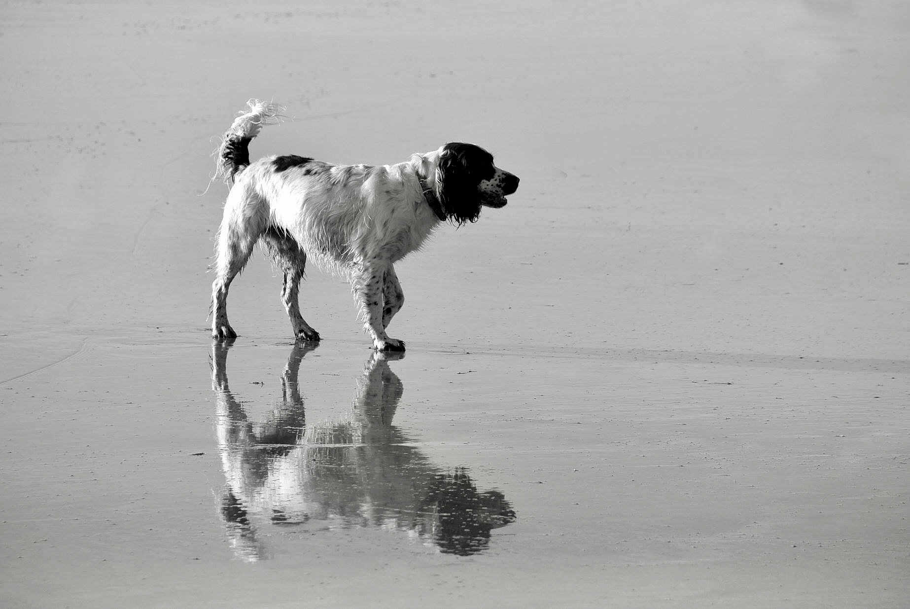 Lulla a rejoint le concours — aidez-le/la à gagner de superbes lots ! dog, black_and_white, reflection, wet_surface, animal, canine, outdoor, standing, water, nature, monochrome, fur, pet, quiet, calm, animal_portrait, side_view, single_animal, looking, stillness
